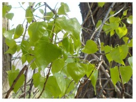 Poplar